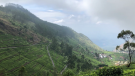 Plantacja i fabryka herbaty na Sri Lance [przebitki] News powiązane z zbiory